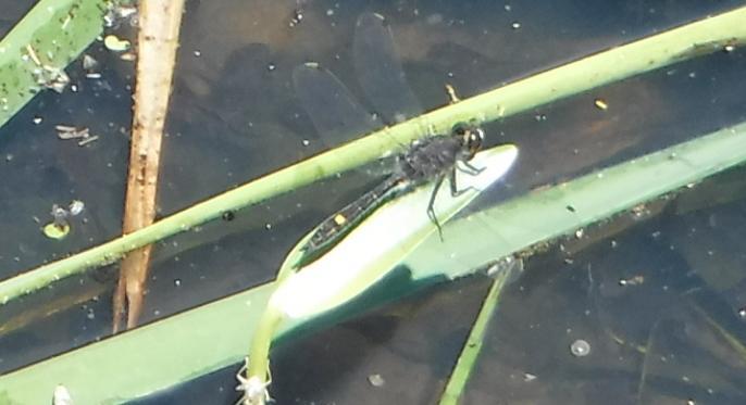 Photo of Dot-tailed Whiteface