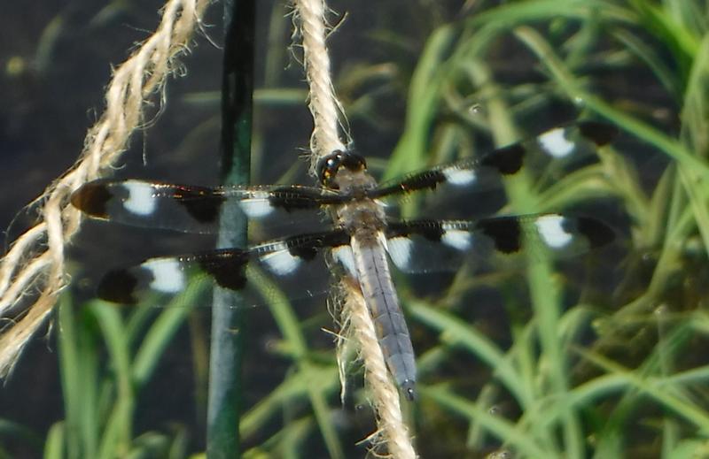 Photo of Twelve-spotted Skimmer