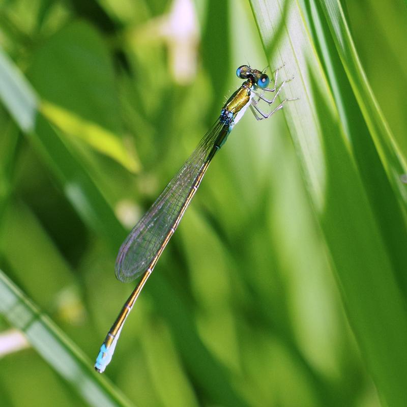 Photo of Sedge Sprite