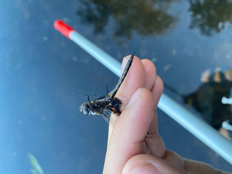 Photo of Common Baskettail