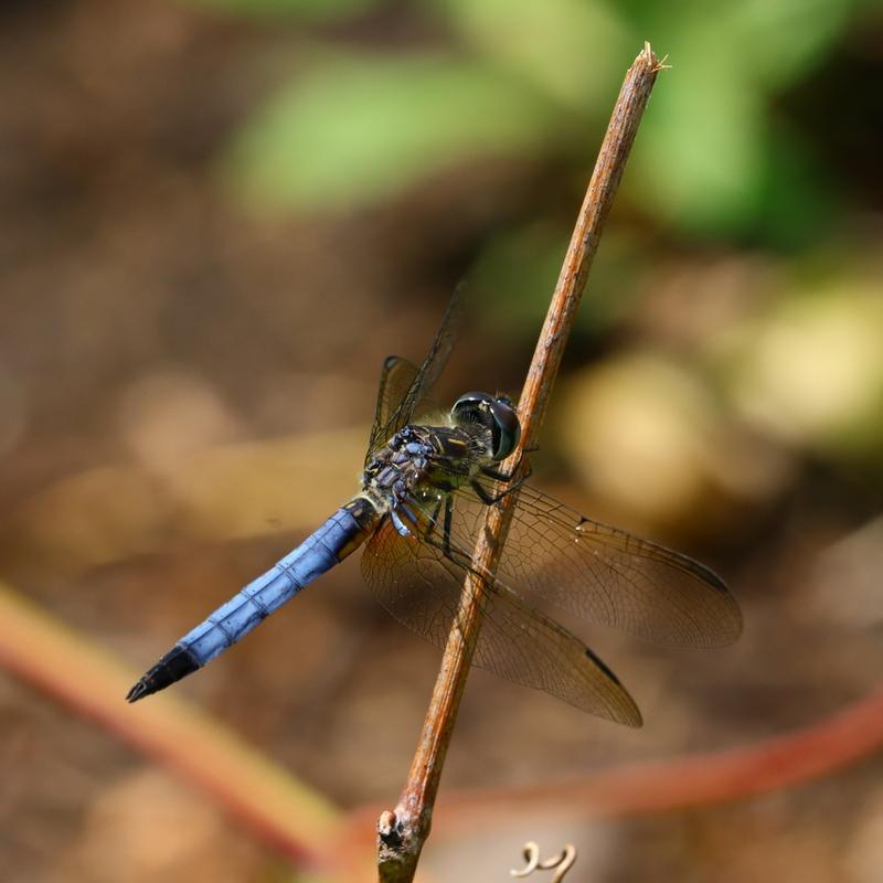 Photo of Blue Dasher