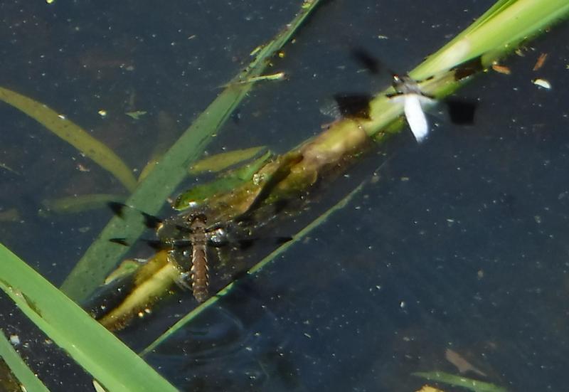 Photo of Common Whitetail