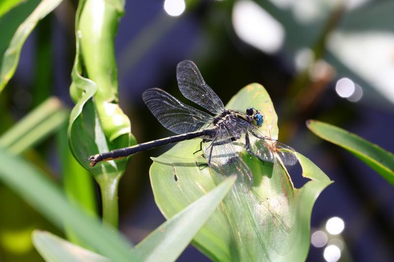 Photo of Horned Clubtail