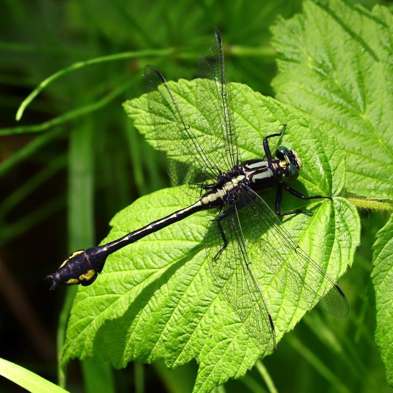 Photo of Skillet Clubtail