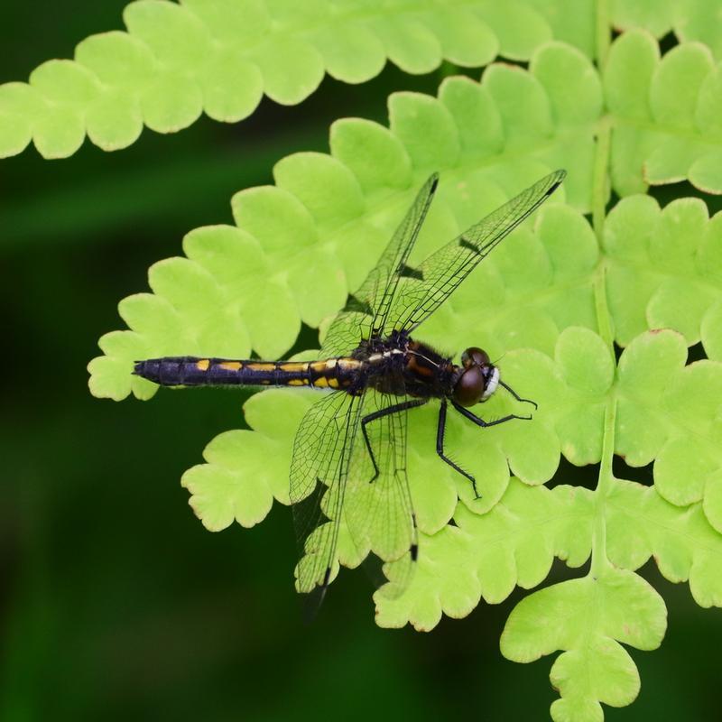Photo of Dot-tailed Whiteface