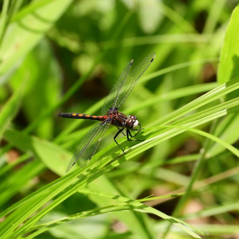 Photo of Hudsonian Whiteface