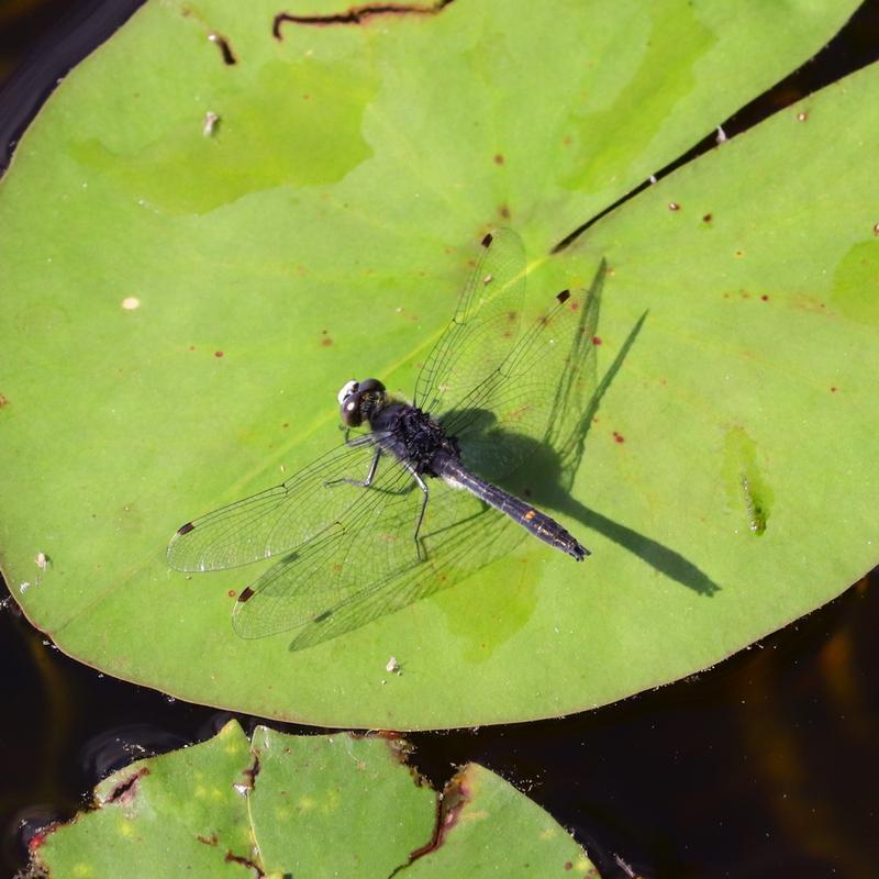 Photo of Dot-tailed Whiteface