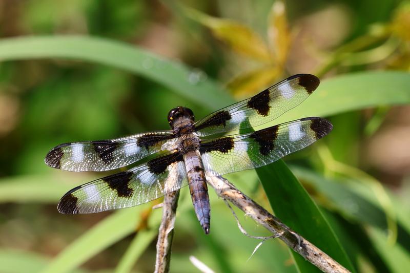 Photo of Twelve-spotted Skimmer