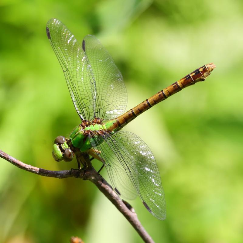 Photo of Rusty Snaketail