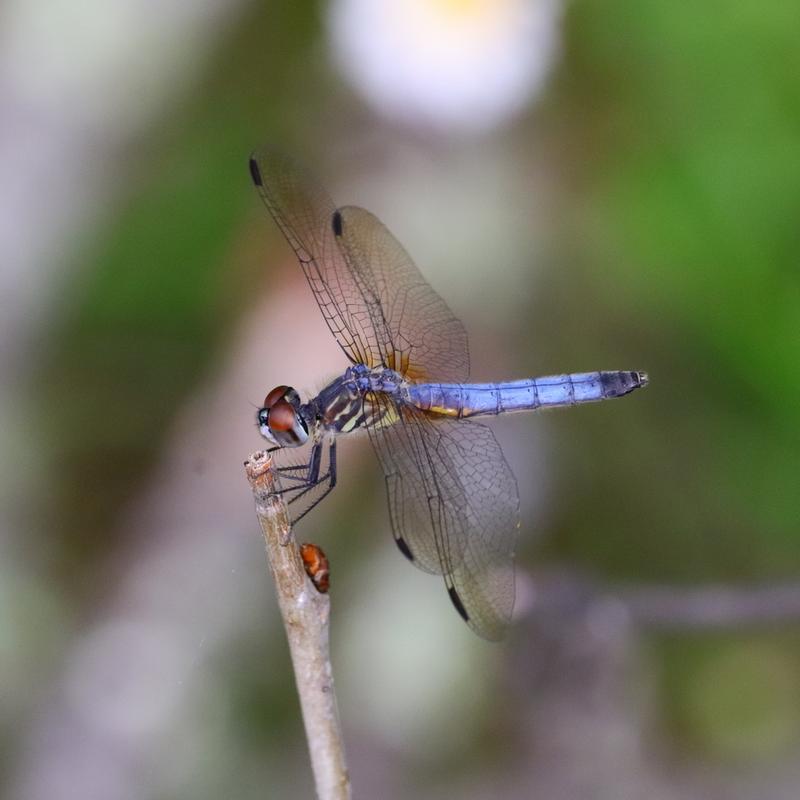 Photo of Blue Dasher