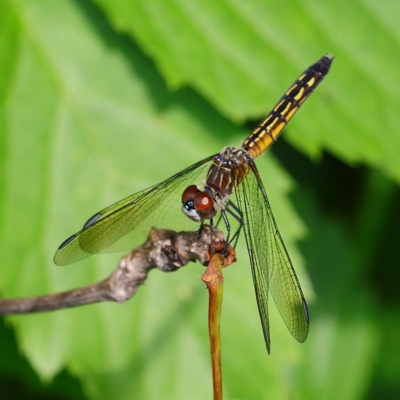 Photo of Blue Dasher