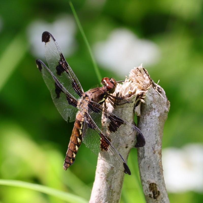 Photo of Common Whitetail