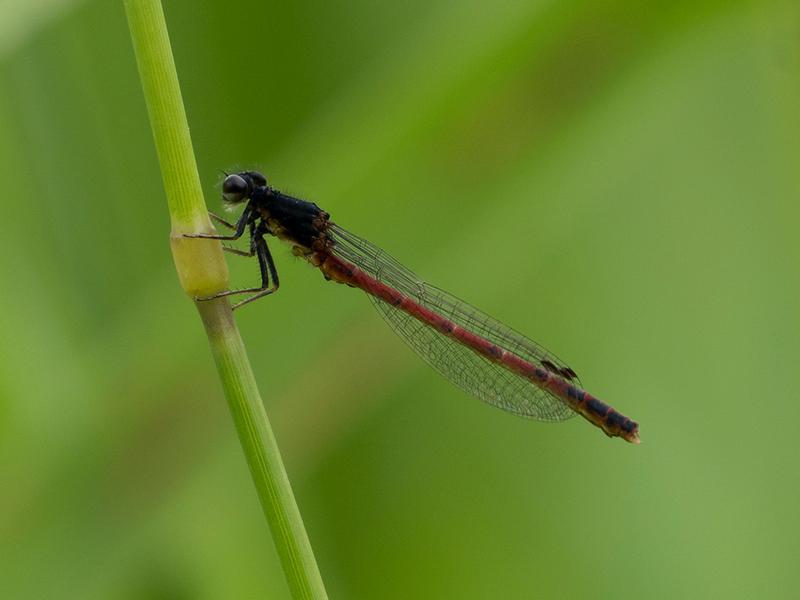 Photo of Western Red Damsel