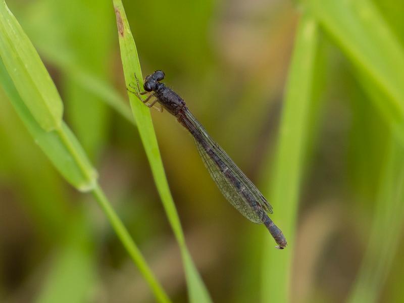 Photo of Western Red Damsel