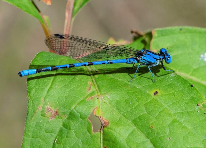 Photo of Springwater Dancer