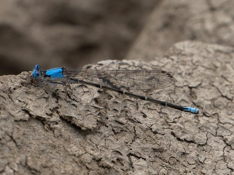 Photo of Blue-fronted Dancer