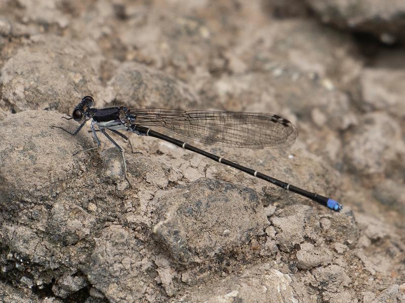 Photo of Blue-tipped Dancer