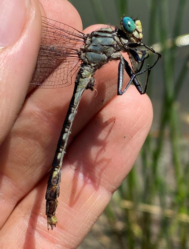 Photo of Unicorn Clubtail