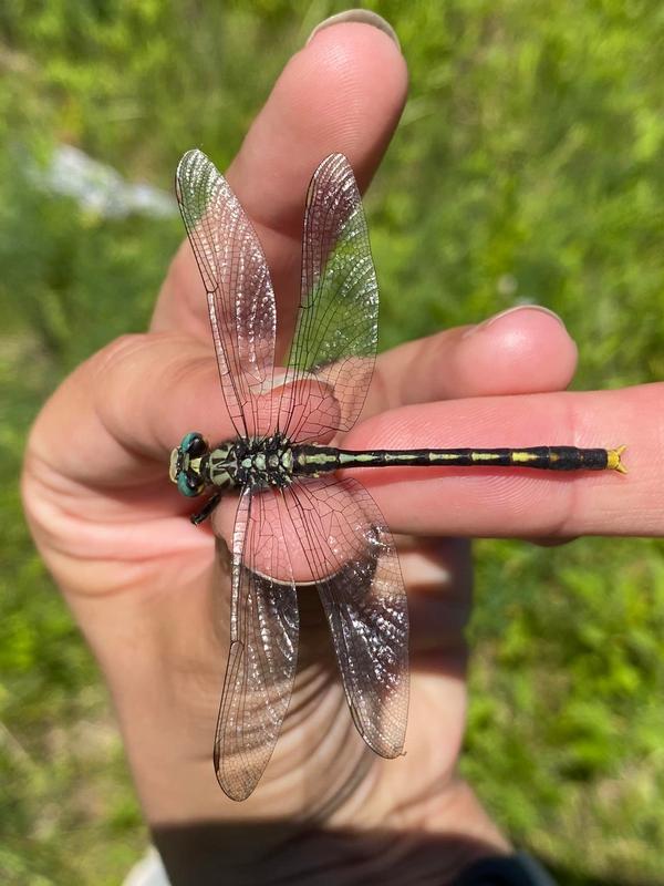 Photo of Unicorn Clubtail