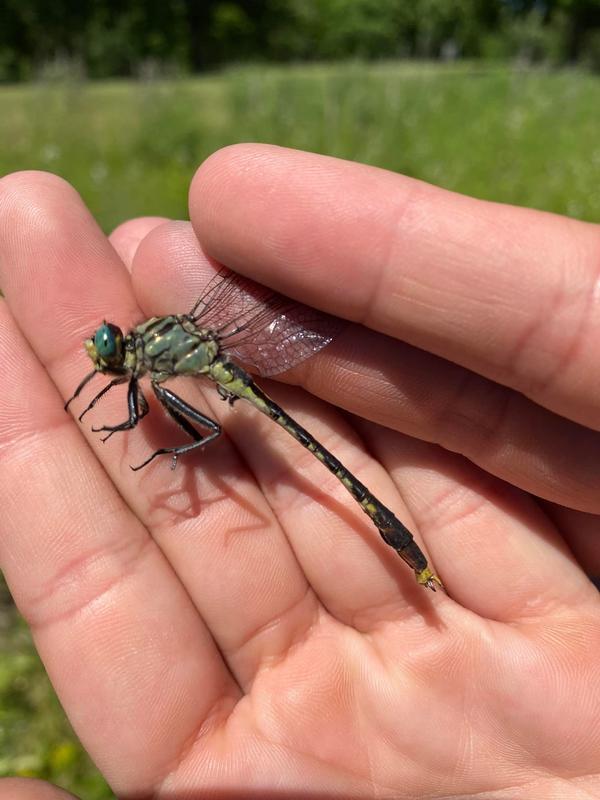 Photo of Unicorn Clubtail