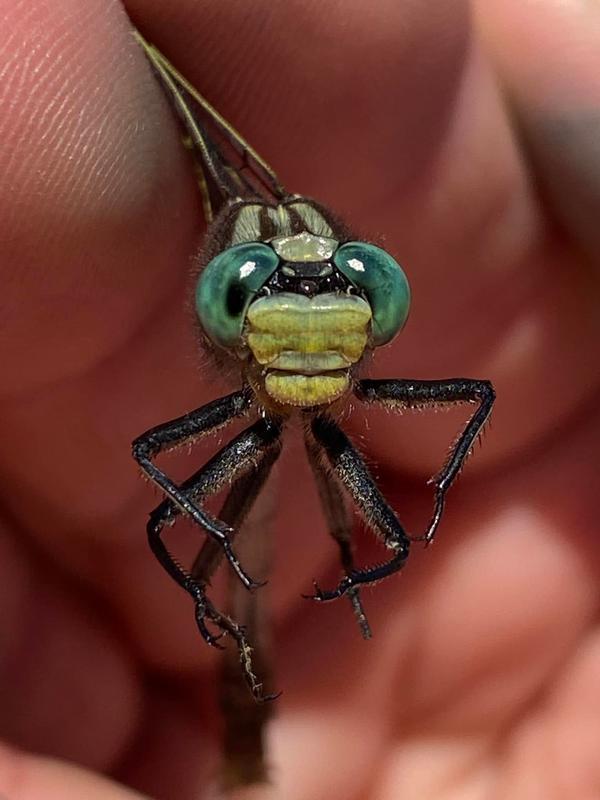 Photo of Unicorn Clubtail