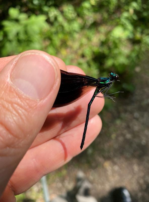 Photo of Ebony Jewelwing