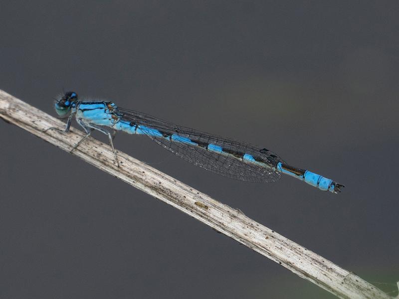 Photo of River Bluet