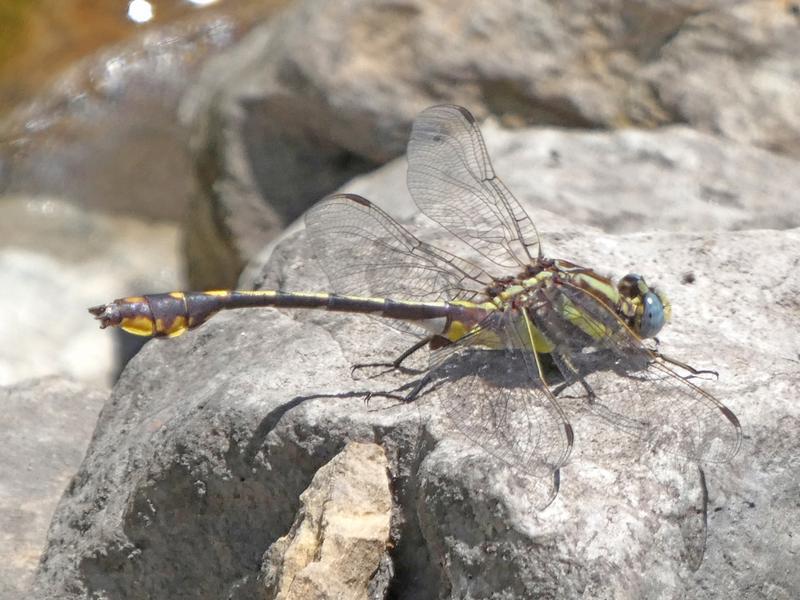 Photo of Plains Clubtail