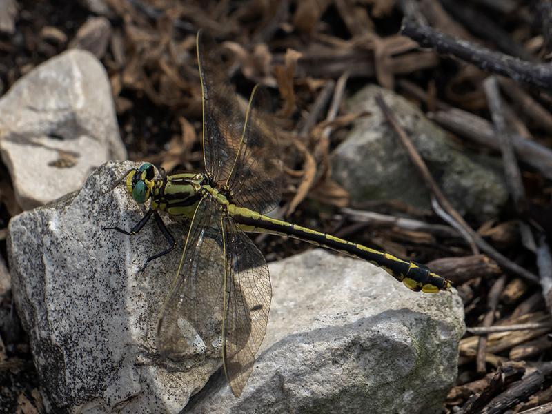 Photo of Midland Clubtail