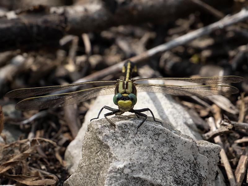 Photo of Midland Clubtail