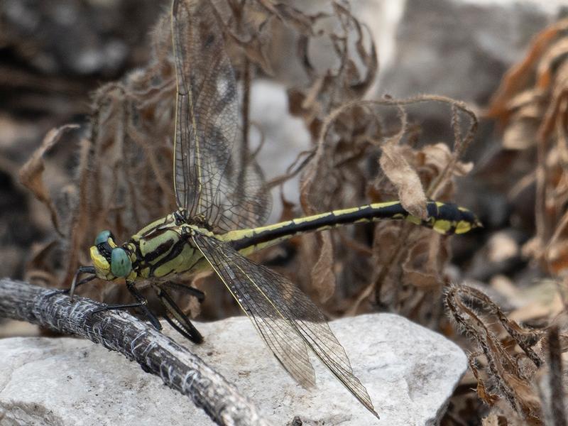 Photo of Midland Clubtail