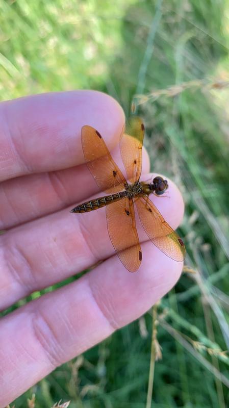 Photo of Eastern Amberwing