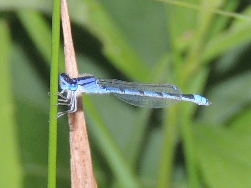 Photo of Familiar Bluet