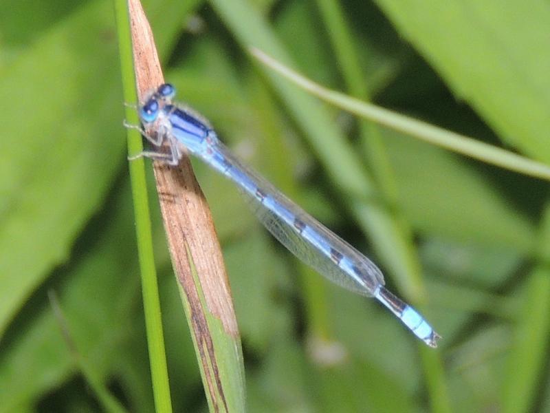 Photo of Familiar Bluet