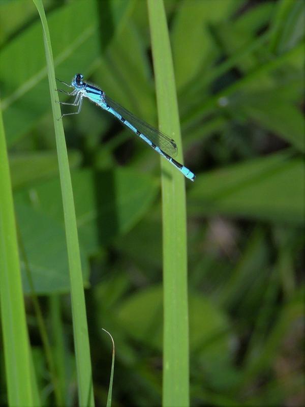 Photo of Familiar Bluet