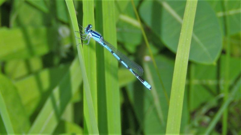 Photo of Familiar Bluet