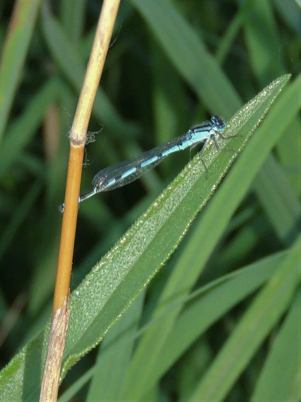 Photo of Familiar Bluet