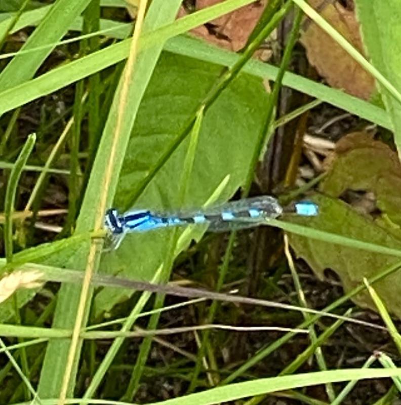 Photo of Tule Bluet