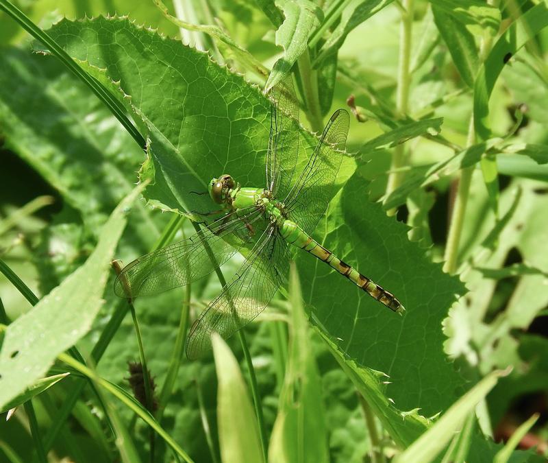 Photo of Eastern Pondhawk