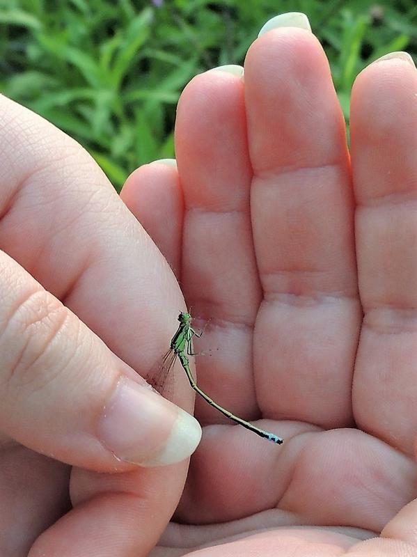 Photo of Eastern Forktail