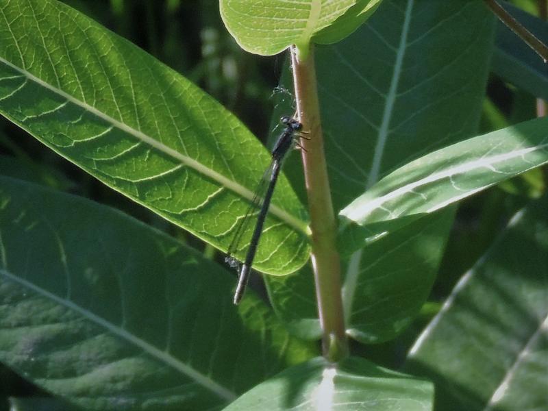 Photo of Eastern Forktail