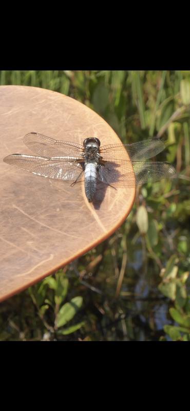 Photo of Chalk-fronted Corporal