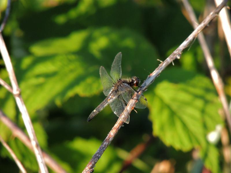 Photo of Dot-tailed Whiteface