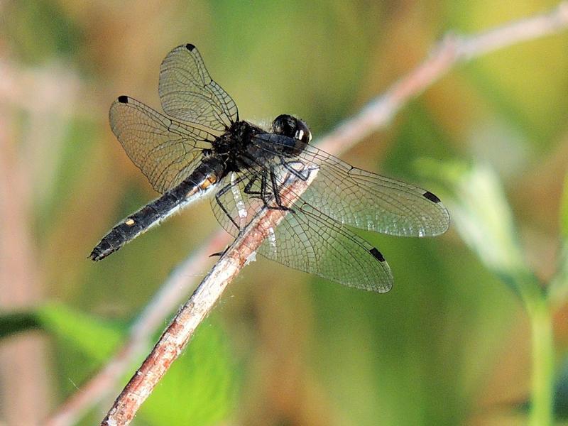 Photo of Dot-tailed Whiteface
