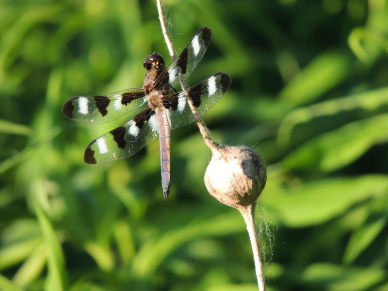 Photo of Twelve-spotted Skimmer