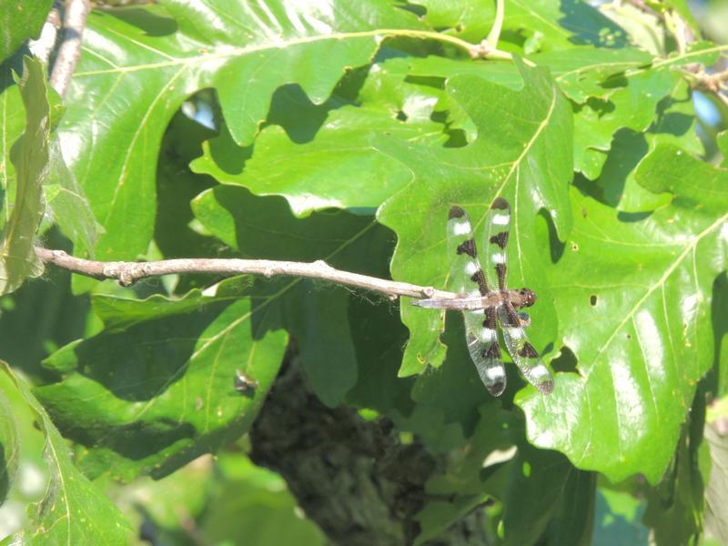 Photo of Twelve-spotted Skimmer