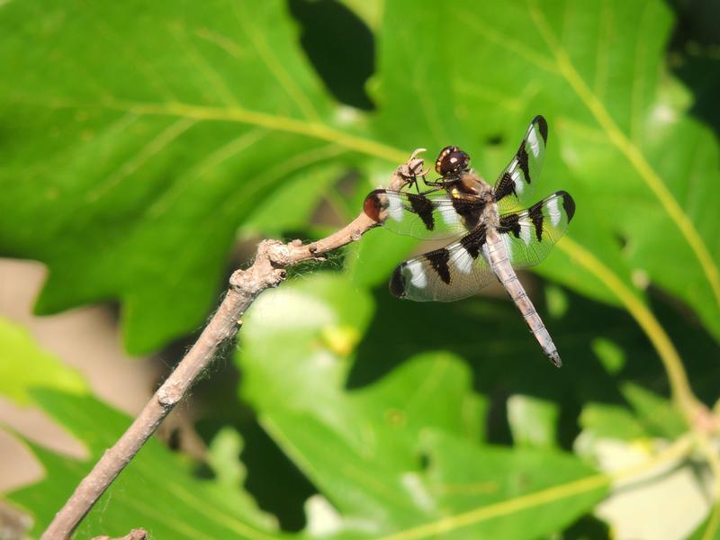 Photo of Twelve-spotted Skimmer