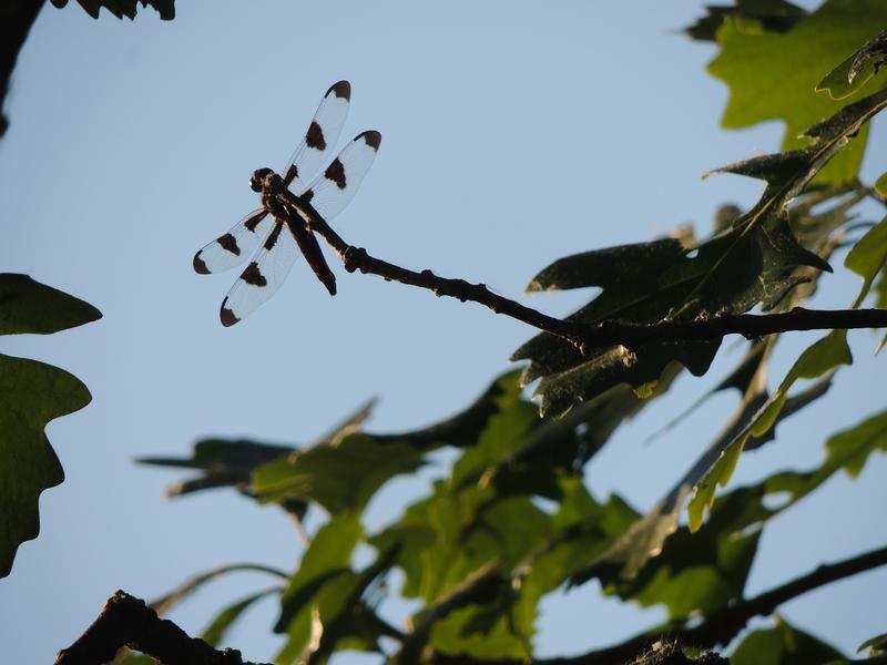 Photo of Twelve-spotted Skimmer