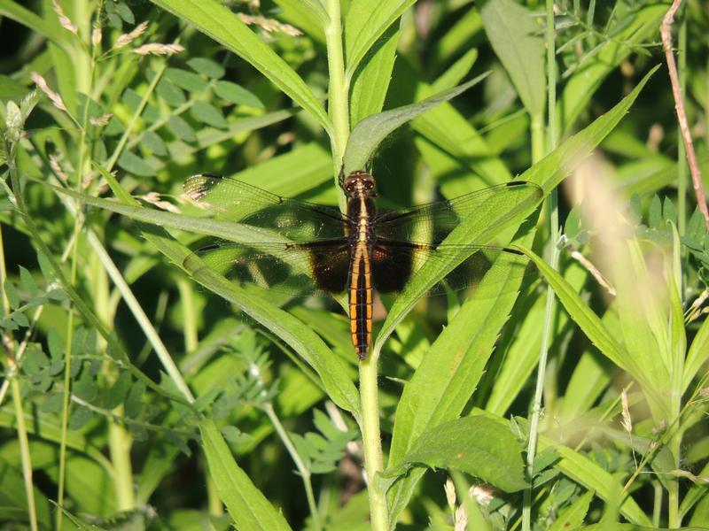 Photo of Widow Skimmer