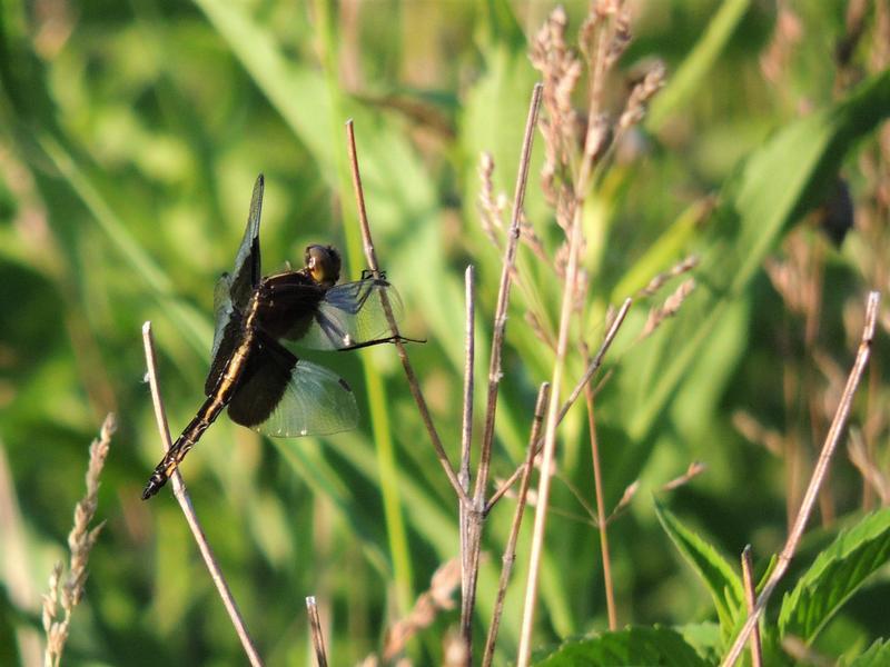 Photo of Widow Skimmer